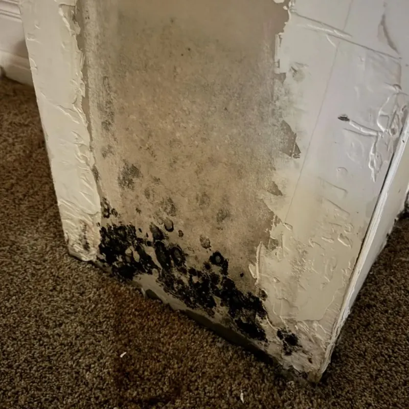 Professional Mold Removal in Albion, ME